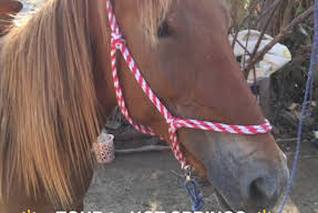 Horseback tour along the Puerto Escondido coast