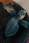 Sea turtle release at the sanctuary