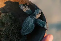 Sunset over the beach during a turtle release